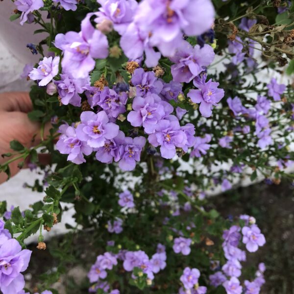 Бакопа Scopia Double Lavender