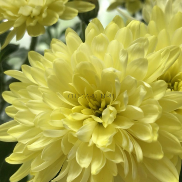 Хризантема мультифлора Branfountain Yellow