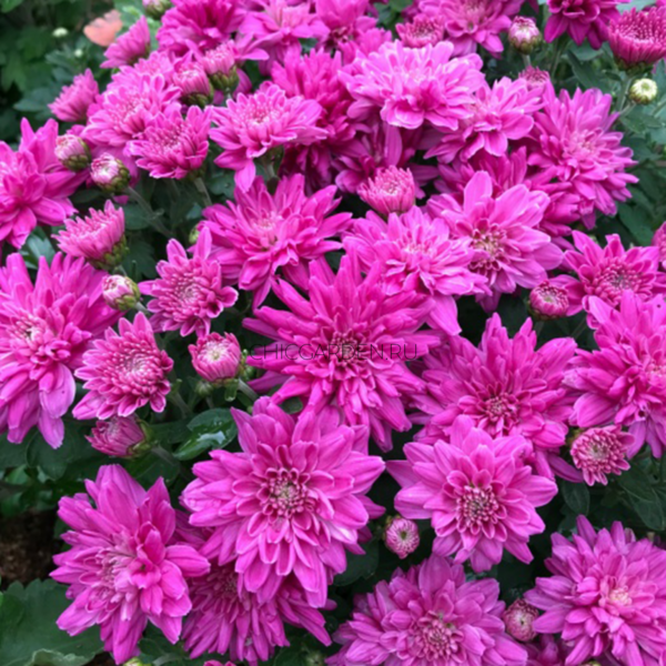 Хризантема мультифлора Branbeach Lilac
