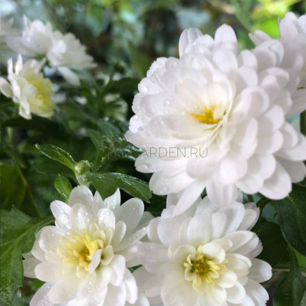Хризантема мультифлора Branbeach White