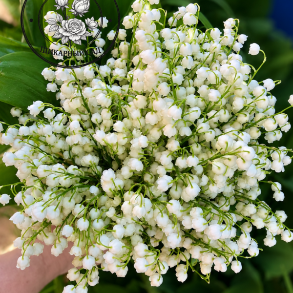 Ландыш майский (корневище)