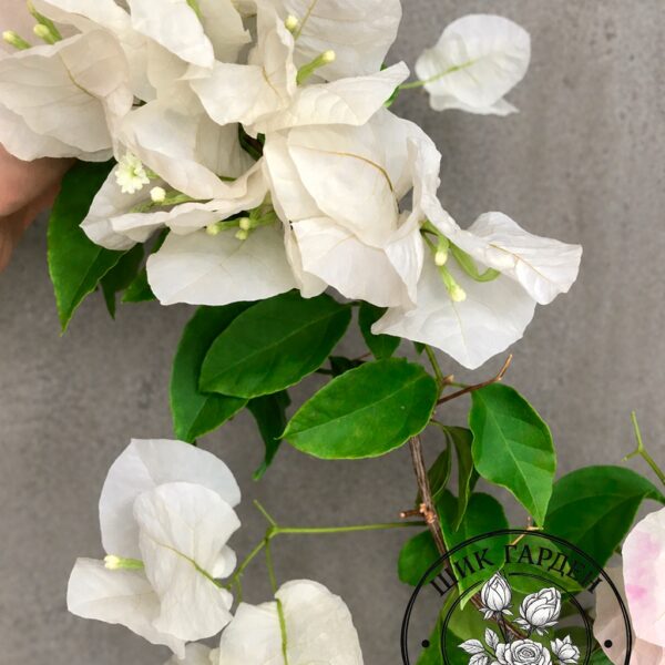 Бугенвиллия Jamaica White (Ямайка Вайт)