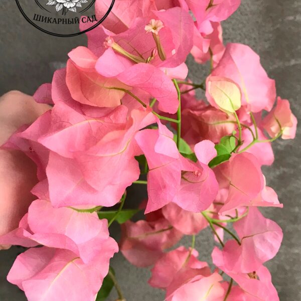 Бугенвиллия Australian Pink
