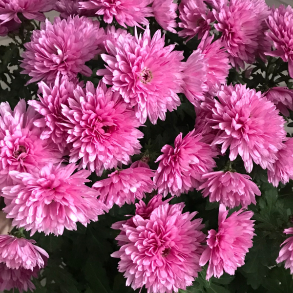Хризантема Кёр де Лорен Мув (Coeur de Lorraine Mauve')
