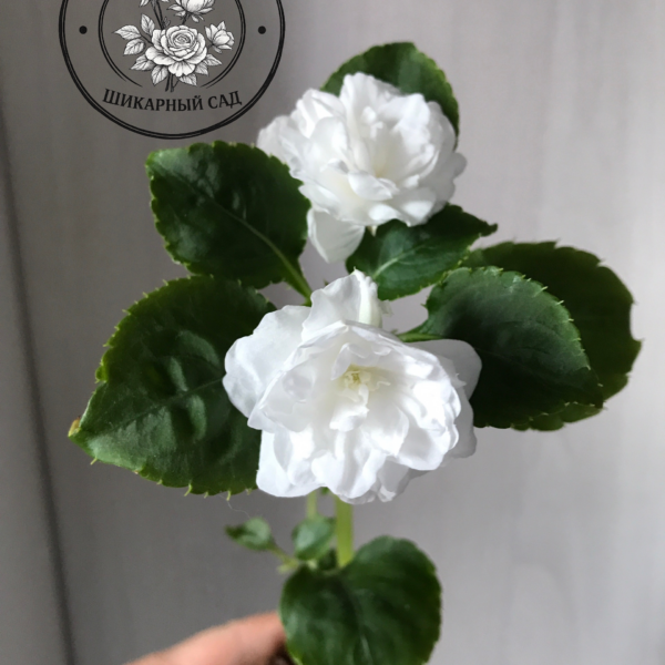 Бальзамин Уоллера Musica Pure White