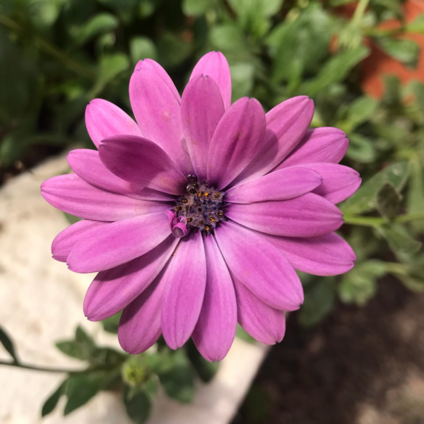 Остеосперум ампельный Plaisir Pink