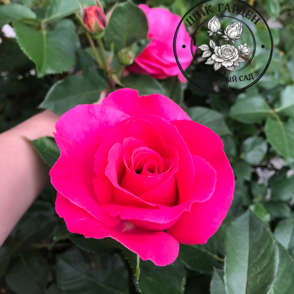 Роза Пинк Пис (Pink Peace)
