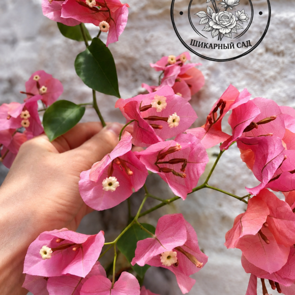 Бугенвиллия Rosenka
