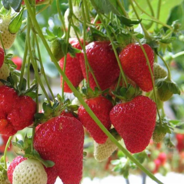 Клубника Кабрилло