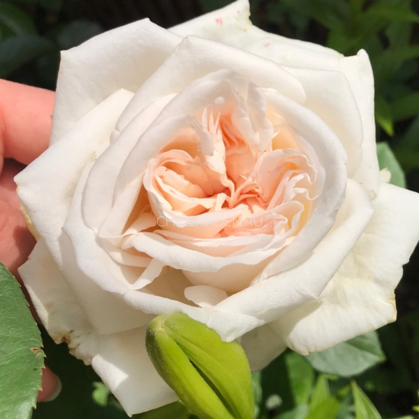 Роза White O'Hara