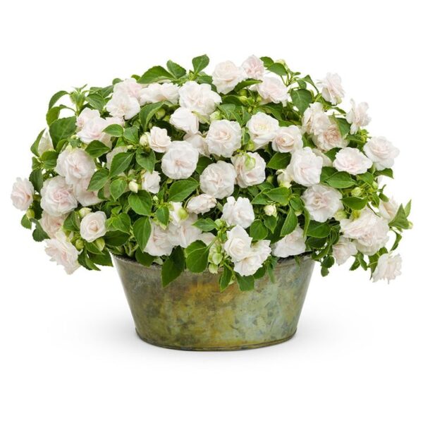 Бальзамин Уоллера Fiesta Olé White Crema