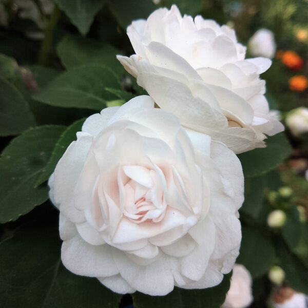 Бальзамин Уоллера Fiesta Olé White Gardenia
