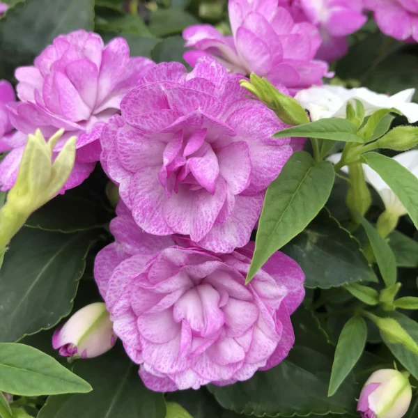 Бальзамин Rockapulco Wisteria (Stardust Blue)