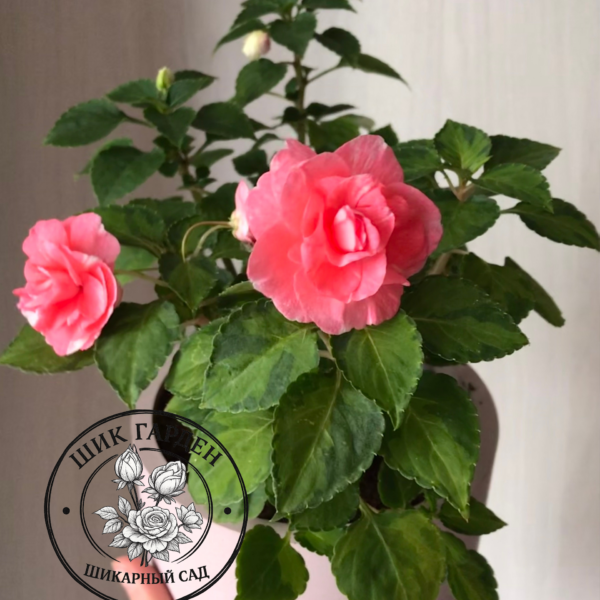 Бальзамин вариегатный Summеr Green Ice (VAR. FIESTA PINK RUFFLE)