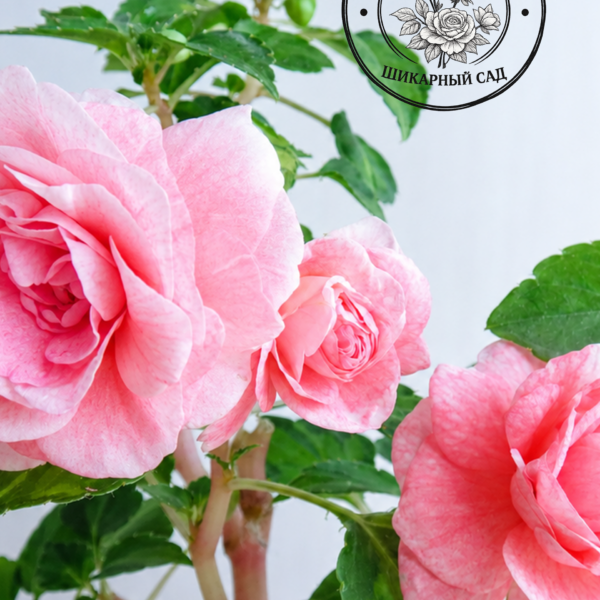 Бальзамин Fiesta Pink Ruffle