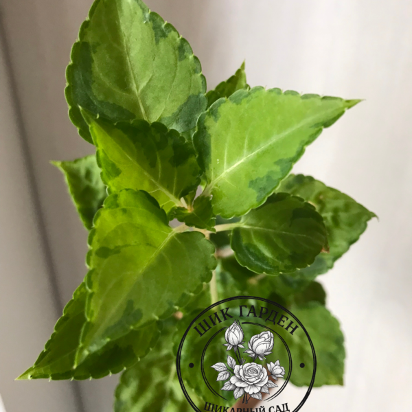 Бальзамин вариегатный Summеr Green Ice (VAR. FIESTA PINK RUFFLE)