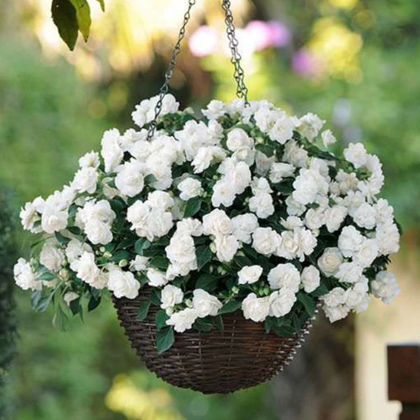 Бальзамин Fiesta Olé White Gardenia