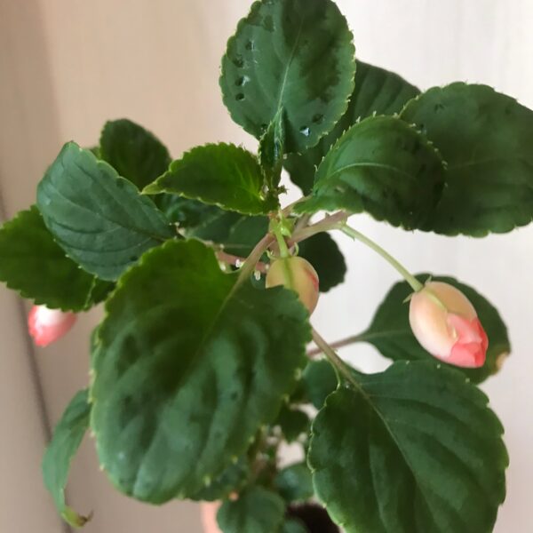 Бальзамин Fiesta Olé Peach