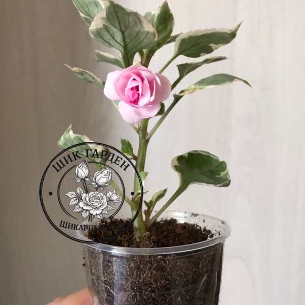 Бальзамин Summer Pink (он же Lavander) Ice