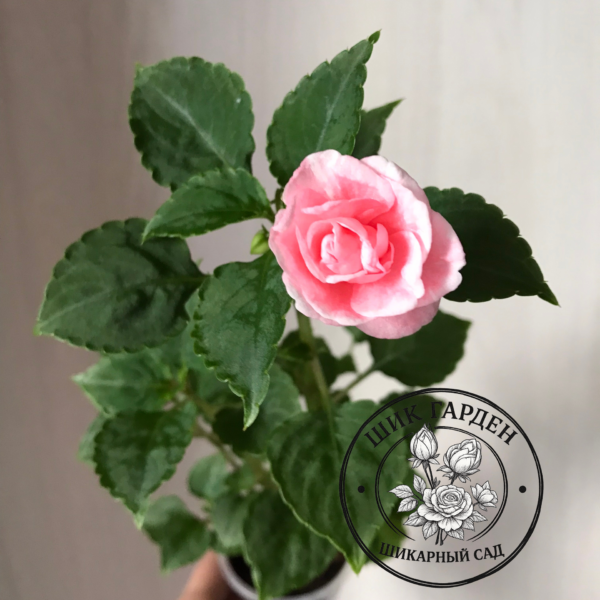 Бальзамин FIESTA PINK RUFFLE