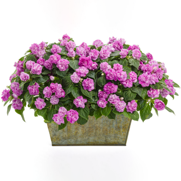 Бальзамин Rockapulco Wisteria (Stardust Blue)