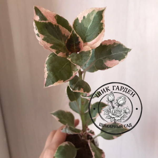 Бальзамин Summer Cherry Ice VAR 1