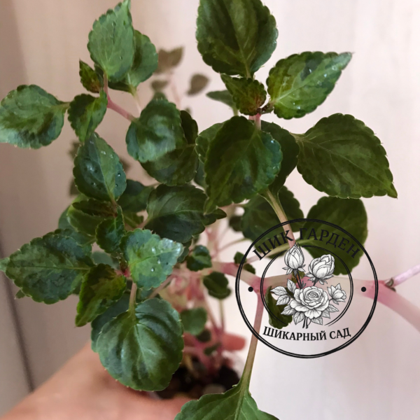 Бальзамин Summer Cherry Ice VAR 2
