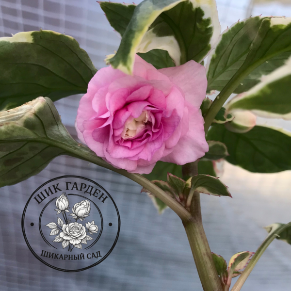 Бальзамин Summer Pink (он же Lavander) Ice