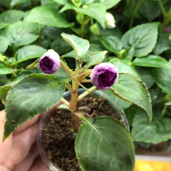 Бальзамин Carousel Dark Violet