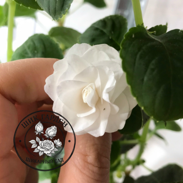 Бальзамин Fiesta Olé White Gardenia
