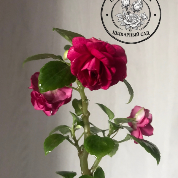 Бальзамин Fiesta Burgundy Rose